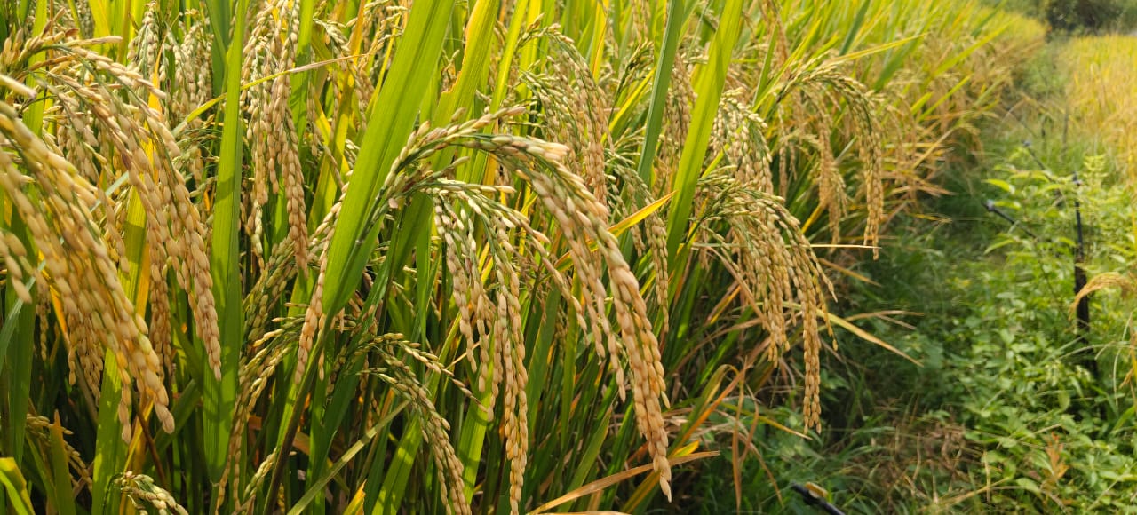 whatsapp image 2026 01 17 at 10.14.35 am2